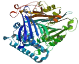 Phospholipase B Domain Containing Protein 2 (PLBD2)