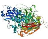 Phospholipase C Beta 2 (PLCb2)