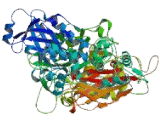 Phospholipase C Beta 3, Phosphoinositide Specific (PLCb3)