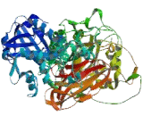 Phospholipase C Beta 4 (PLCb4)