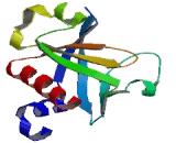 Phospholipase C Delta 1 (PLCd1)