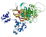 Phospholipase C Delta 3 (PLCd3)