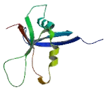 Phospholipase C Epsilon 1 (PLCe1)