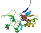 Phospholipase C Eta 2 (PLCh2)