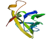 Phospholipase C Like Protein 2 (PLCL2)