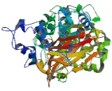 Phospholipase C Zeta 1 (PLCz1)