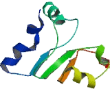 Phospholipase D6 (PLD6)