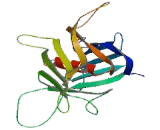 Phospholipid Scramblase 2 (PLSCR2)