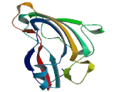 Phospholipid Scramblase 4 (PLSCR4)