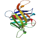 Phospholipid Scramblase 5 (PLSCR5)