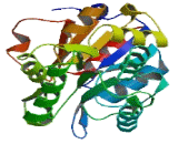 Phospholysine Phosphohistidine Inorganic Pyrophosphate Phosphatase (LHPP)