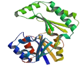 Phosphomannomutase 1 (PMM1)