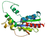 Phosphomevalonate Kinase (PMVK)