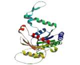 Phosphopantothenoylcysteine Synthetase (PPCS)