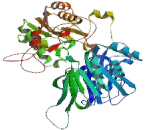 Phosphoribosyl Pyrophosphate Amidotransferase (PPAT)