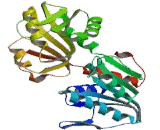 Phosphoribosyl Pyrophosphate Synthetase 1 (PRPS1)