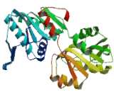 Phosphoribosyl Pyrophosphate Synthetase 1 Like 1 (PRPS1L1)