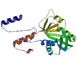 Phosphoribosyl Pyrophosphate Synthetase 2 (PRPS2)