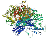 Phosphoribosylformylglycinamidine Synthase (PFAS)