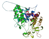 Phosphorylase Kinase Alpha 2 (PHKa2)