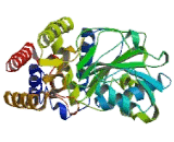 Phosphoserine Aminotransferase 1 (PSAT1)