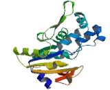 Phosphoserine Phosphatase (PSPH)