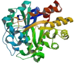 Phosphotriesterase Related Protein (PTER)