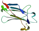 Phytanoyl Coenzyme A-2-Hydroxylase Interacting Protein (PHYHIP)