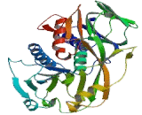 Pipecolic Acid Oxidase (PIPOX)