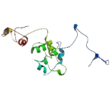 Pituitary Tumor Transforming 1 (PTTG1)