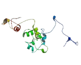 Pituitary Tumor Transforming 2 (PTTG2)