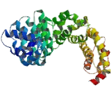 Plakophilin 4 (PKP4)