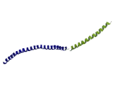 Plasmalemma Vesicle Associated Protein (PLVAP)