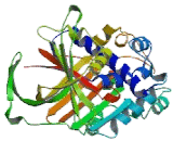 Plasminogen Activator Inhibitor 1 (PAI1)