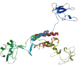 Cluster Of Differentiation 36 (CD36)