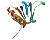 Pleckstrin Homology Domain Containing Family A, Member 2 (PLEKHA2)