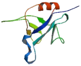 Pleckstrin Homology Like Domain Family A, Member 2 (PHLDA2)