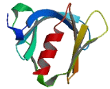 Pleckstrin Homology Like Domain Family A, Member 3 (PHLDA3)