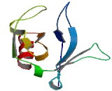 Pleckstrin Homology Like Domain Family B, Member 2 (PHLDB2)