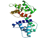 Plectin (PLEC)