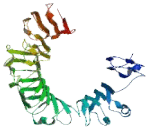 Podocan Like Protein 1 (PODNL1)