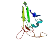 Poliovirus Receptor Related Protein 1 (PVRL1)