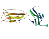 Poliovirus Receptor Related Protein 3 (PVRL3)