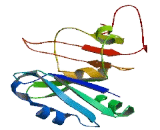 Poly A Binding Protein Cytoplasmic 1 Like Protein 2 (PABPC1L2)