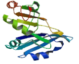 Poly A Binding Protein Cytoplasmic 2 (PABPC2)