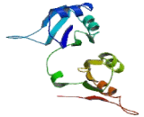 Poly A Binding Protein Cytoplasmic 5 (PABPC5)