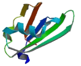 Poly A Binding Protein Nuclear 1 (PABPN1)