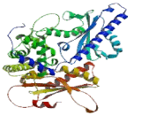 Poly A Polymerase Alpha (PAPOLa)