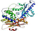 Poly A Polymerase Gamma (PAPOLg)