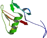 Poly ADP Ribose Polymerase 11 (PARP11)